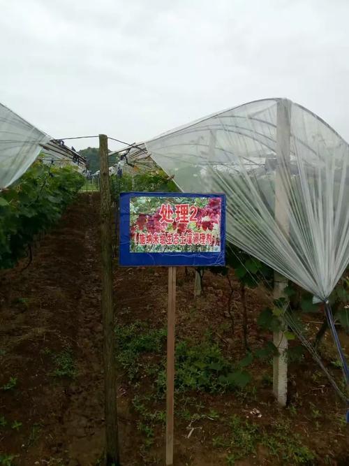 华夏大地生态土壤调理剂在柑桔和葡萄园的应用